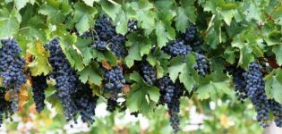 Plantation et entretien du raisin en Sibérie, choix d'une variété et d'un schéma de culture pour les débutants