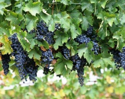 Anbau und Pflege von Trauben in Sibirien, Auswahl einer Sorte und Anbauprogramm für Anfänger