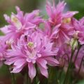 Beschreibung der Sorten und Arten von Frottee-Aquilegien, Pflanz- und Pflegevorschriften