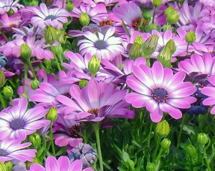 Culture de dimorphoteka à partir de graines, plantation et soins en plein champ