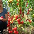 Tatianas Tipps zum Ernten von Tomaten, wann und wie man Tomaten sät