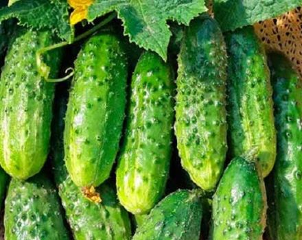 Description of the Trilogi cucumber variety, features of cultivation and care