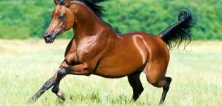 Description des chevaux arabes de race pure et règles pour en prendre soin