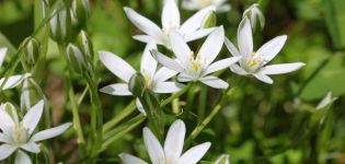 Plantation et entretien d'une ferme avicole en plein champ, description des espèces