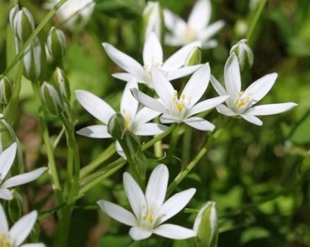 Anpflanzung und Pflege einer Geflügelfarm auf freiem Feld, Beschreibung der Arten