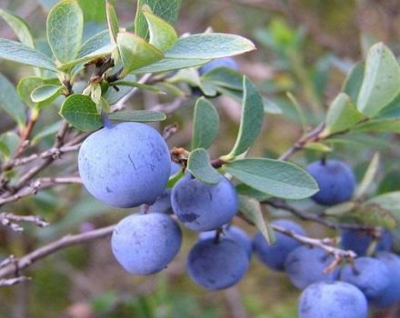 Caractéristiques et description des myrtilles Erliblu, plantation et entretien