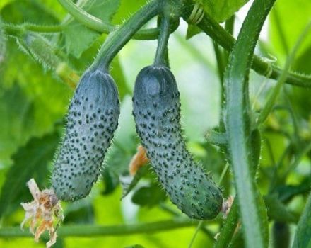 Description de la variété de concombre Mumu, caractéristiques de culture et d'entretien