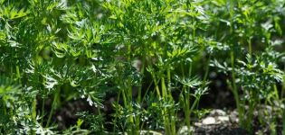Est-il possible de planter des carottes en juillet et comment prendre soin du jardin dans de telles conditions