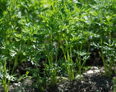Est-il possible de planter des carottes en juillet et comment prendre soin du jardin dans de telles conditions