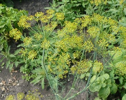 Que peut-on planter après l'aneth l'année prochaine, et quoi d'autre