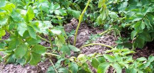 Description, causes et traitement de la pomme de terre fusarium, mesures de contrôle