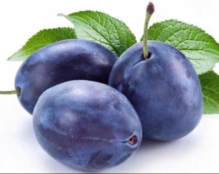 When and how best to transplant plums to a new place - in autumn or spring