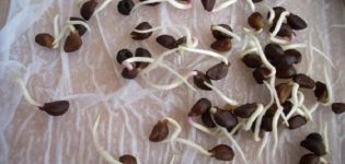 What are the benefits and harms of sprouted beans for the human body