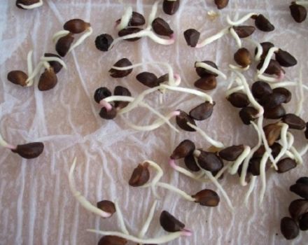 Quels sont les avantages et les inconvénients des haricots germés pour le corps humain