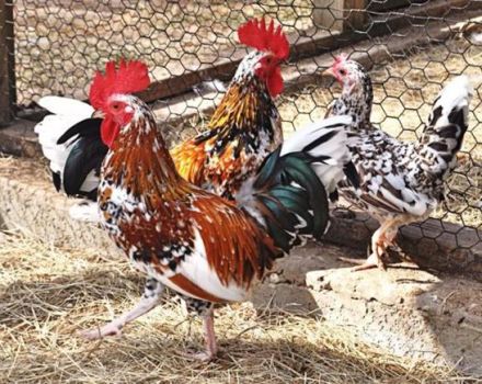 Description and rules for keeping the dwarf breed of chickens Bentamki
