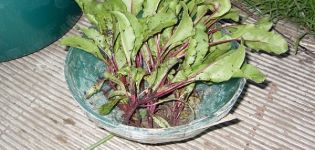 Wie man Rüben nach dem Ausdünnen auf freiem Feld verpflanzt