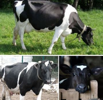 Beschreibung und Eigenschaften der Kühe der Jaroslawl-Rasse, ihre Vor- und Nachteile
