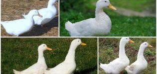 Description et caractéristiques des canards de race Blagovar, conditions de détention