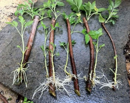 Comment propager des mûres avec des couches d'air et des boutures vertes à la maison