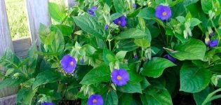 Cultiver la tunbergie à partir de graines et de soins extérieurs, les 7 meilleures variétés