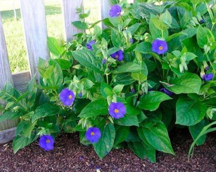 Wachsende Tunbergien aus Samen und Pflege im Freien, die 7 besten Sorten