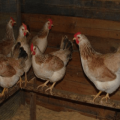 Characteristics and description of the breed of mini meat chickens, maintenance rules