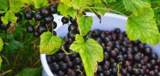Description et caractéristiques des variétés de cassis Perun, plantation et entretien