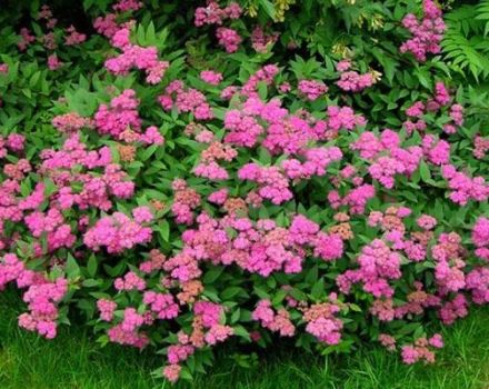 Caractéristiques et description de la variété Antoni Vaterer spirée, plantation et entretien