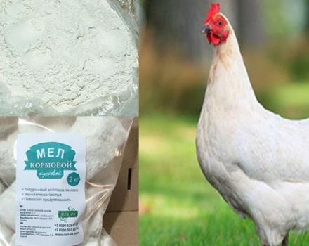 Combien et comment donner de la craie aux poulets, caractéristiques d'utilisation