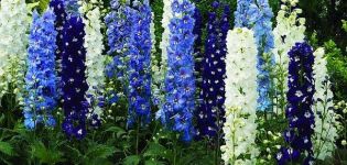 Description of the best varieties of New Zealand delphinium and its cultivation