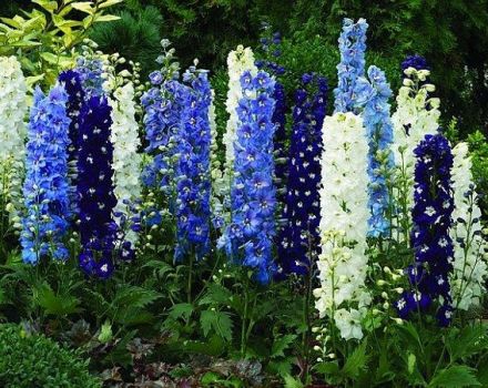 Description des meilleures variétés de delphinium de Nouvelle-Zélande et de sa culture