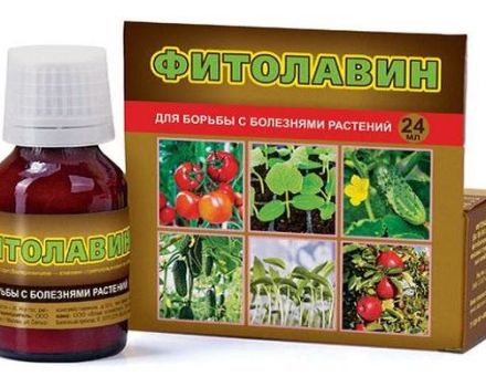 Instructions pour l'utilisation du fongicide Fitolavin, mécanisme d'action et taux de consommation