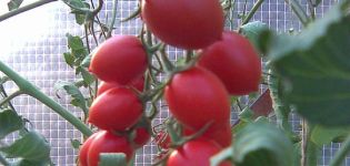 Caractéristiques et description de la variété de tomate Cherry Ira, son rendement