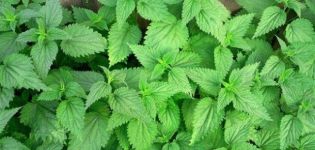 Comment se débarrasser définitivement des orties sur le site, les règles de contrôle et les meilleurs moyens