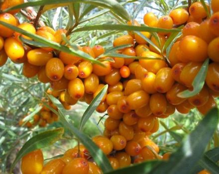 Quand ramasser et comment stocker correctement l'argousier à la maison