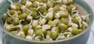 Description de la variété Mash Pea, propriétés utiles et nocives