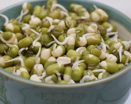 Beschreibung der Erbsensorte Maische, nützliche und schädliche Eigenschaften