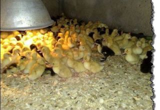 Est-il possible que les canetons pondent de la sciure à la maison et quelle litière est meilleure