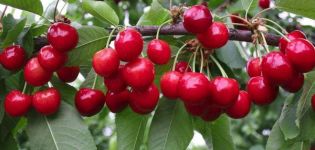 Description des variétés de cerises Bryanochka, plantation et soins, pollinisateurs