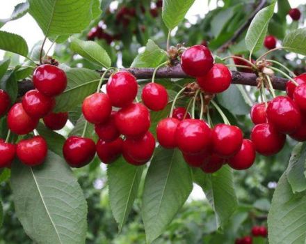 Description of cherries varieties Bryanochka, planting and care, pollinators