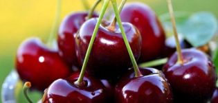 Description et caractéristiques de la variété de cerises douces Cœur de taureau, culture et entretien