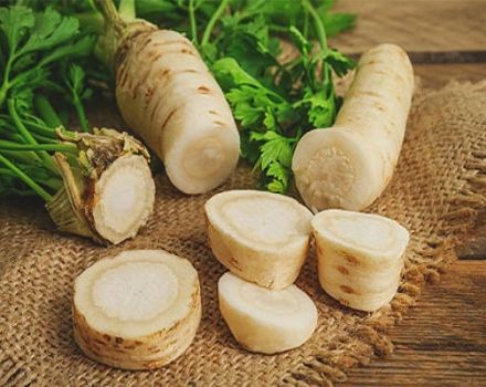 Description et caractéristiques du persil, les meilleures variétés pour la pleine terre