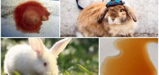 Pourquoi l'urine du lapin est-elle devenue rouge et que faire, mesures préventives