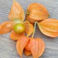 Plantation et culture de physalis en plein champ, description des variétés et soin des plantes