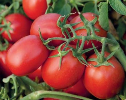 Beschreibung der Tomatensorte Monti F1 und ihrer Eigenschaften