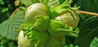 Plantation, culture et entretien des noisettes en plein champ, sélection des variétés et reproduction