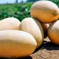 Description de la variété de melon Gulabi, culture et entretien, règles de sélection