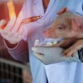 Quels vaccins sont administrés aux porcelets, règles et calendrier de vaccination