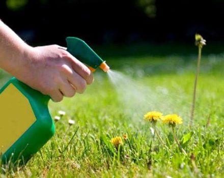 How to get rid of weeds on the lawn with selective and continuous herbicides