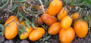 Comment choisir les meilleures variétés de tomates pour les serres sans pincer